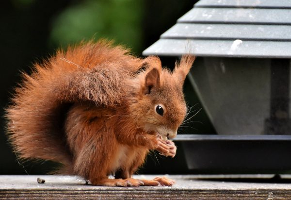 squirrel, rodent, animal-8267855.jpg