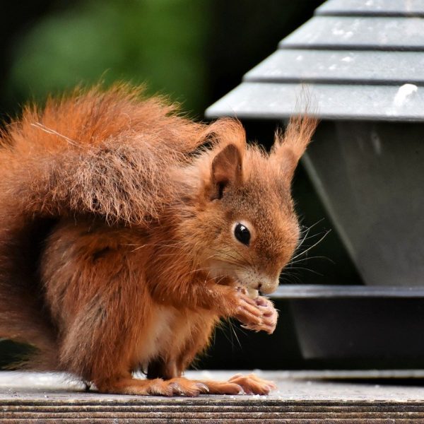 squirrel, rodent, animal-8267855.jpg